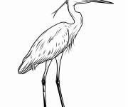 Coloriage Aigrette rouss&acirc;tre pour enfants