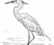 Coloriage Aigrette rouss&acirc;tre type d'heron