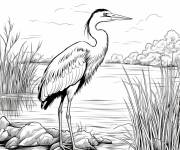 Coloriage Animal H&eacute;ron bleu