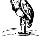 Coloriage Clipart H&eacute;ron adulte