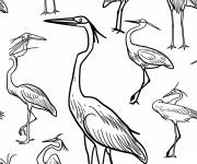 Coloriage Diff&eacute;rentes esp&egrave;ces de h&eacute;rons