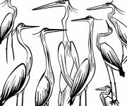Coloriage Esp&egrave;ces de h&eacute;rons