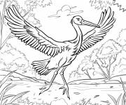 Coloriage Grand h&eacute;ron dans la foret