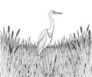 Coloriage Grand h&eacute;ron dans un champ herbeux