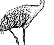 Coloriage et dessins gratuit Grand h&eacute;ron imprimable à imprimer