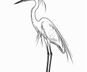 Coloriage Grande aigrette