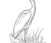 Coloriage et dessins gratuit Habitat d'h&eacute;ron bleu à imprimer
