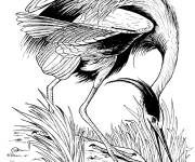 Coloriage H&eacute;ron adulte &agrave; la p&ecirc;che