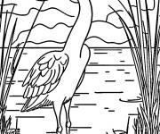Coloriage H&eacute;ron adulte dans la nature