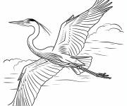 Coloriage H&eacute;ron adulte en volant