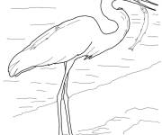 Coloriage H&eacute;ron avec poisson dans le bec