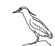 Coloriage et dessins gratuit Heron Bihoreau gris à imprimer