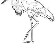 Coloriage et dessins gratuit H&eacute;ron blanc europ&eacute;en à imprimer