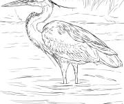 Coloriage H&eacute;ron bleu pieds dans l'eau