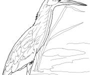 Coloriage H&eacute;ron Blongios de Chine