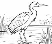Coloriage H&eacute;ron blue dans le lac
