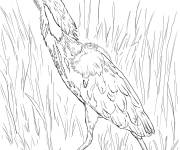 Coloriage H&eacute;ron d'Am&eacute;rique