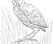 Coloriage H&eacute;ron d'Am&eacute;rique perch&eacute;