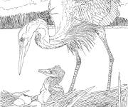 Coloriage H&eacute;ron dans le nid avec son petit