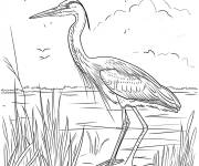 Coloriage H&eacute;ron dans les marais pour maternelle