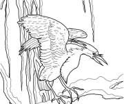 Coloriage H&eacute;ron de nuit