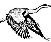 Coloriage H&eacute;ron d&eacute;ploie ses ailes