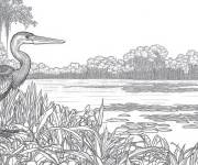 Coloriage H&eacute;ron des Everglades