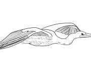 Coloriage Heron en vol