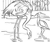 Coloriage H&eacute;ron et Flamingo dans le zoo