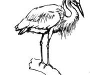 Coloriage et dessins gratuit H&eacute;ron facile sur l'arbre à imprimer