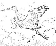 Coloriage H&eacute;ron g&eacute;ant en vol