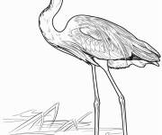 Coloriage H&eacute;ron gris