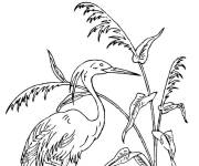 Coloriage H&eacute;ron hupp&eacute;