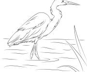Coloriage H&eacute;ron interm&eacute;diaire