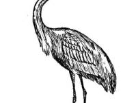Coloriage et dessins gratuit Heron l'oiseau aux longs ailes à imprimer
