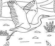 Coloriage H&eacute;ron pour les enfants