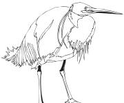 Coloriage H&eacute;ron solitaire