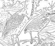 Coloriage H&eacute;ron vert