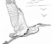 Coloriage H&eacute;ron volant cp
