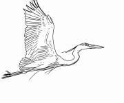 Coloriage H&eacute;ron volant pour enfants