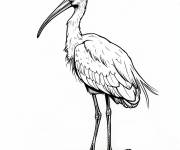 Coloriage Ibis blanc
