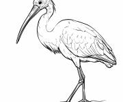 Coloriage Ibis blanc adulte
