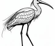 Coloriage Ibis blanc imprimable