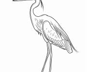 Coloriage Illustration H&eacute;ron bleu