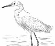 Coloriage Jeune Aigrette neigeuse