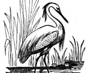 Coloriage L'habitat d'heron