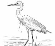 Coloriage L'habitat de Aigrette neigeuse
