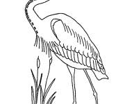 Coloriage et dessins gratuit Le grand h&eacute;ro bleu d'Am&eacute;rique à imprimer