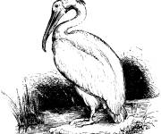 Coloriage Oiseau h&eacute;ron adulte