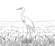 Coloriage Paysage d'un h&eacute;ron dans un champ herbeux